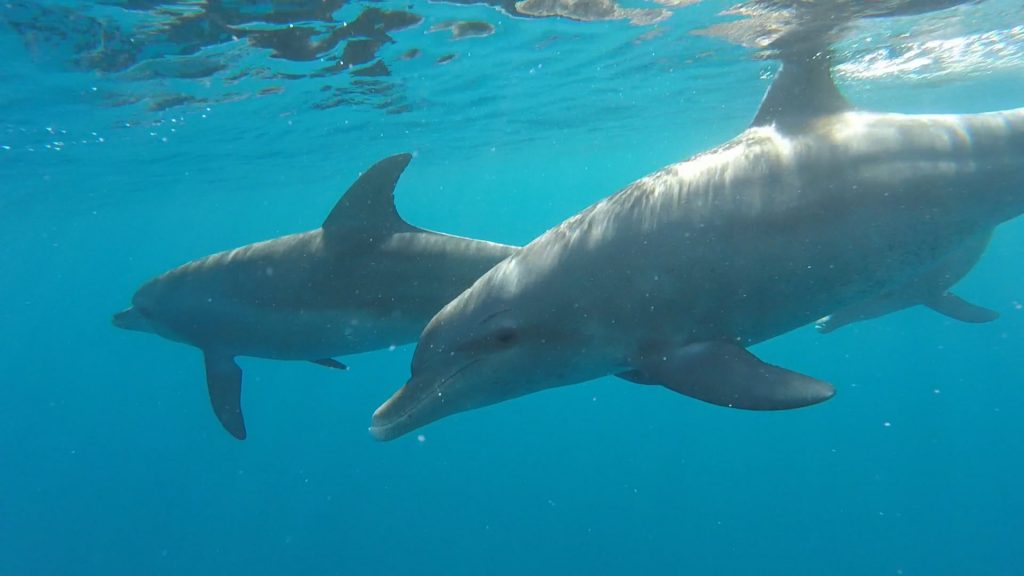 nurkowanie z delfinami